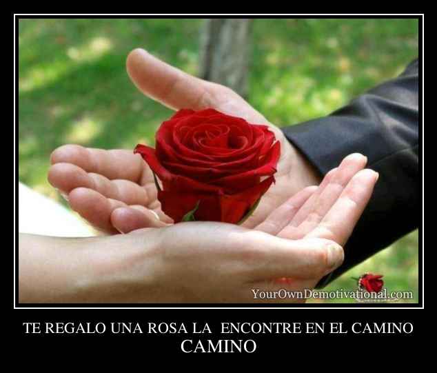 Te Regalo Una Rosa La Encontre En El Camino